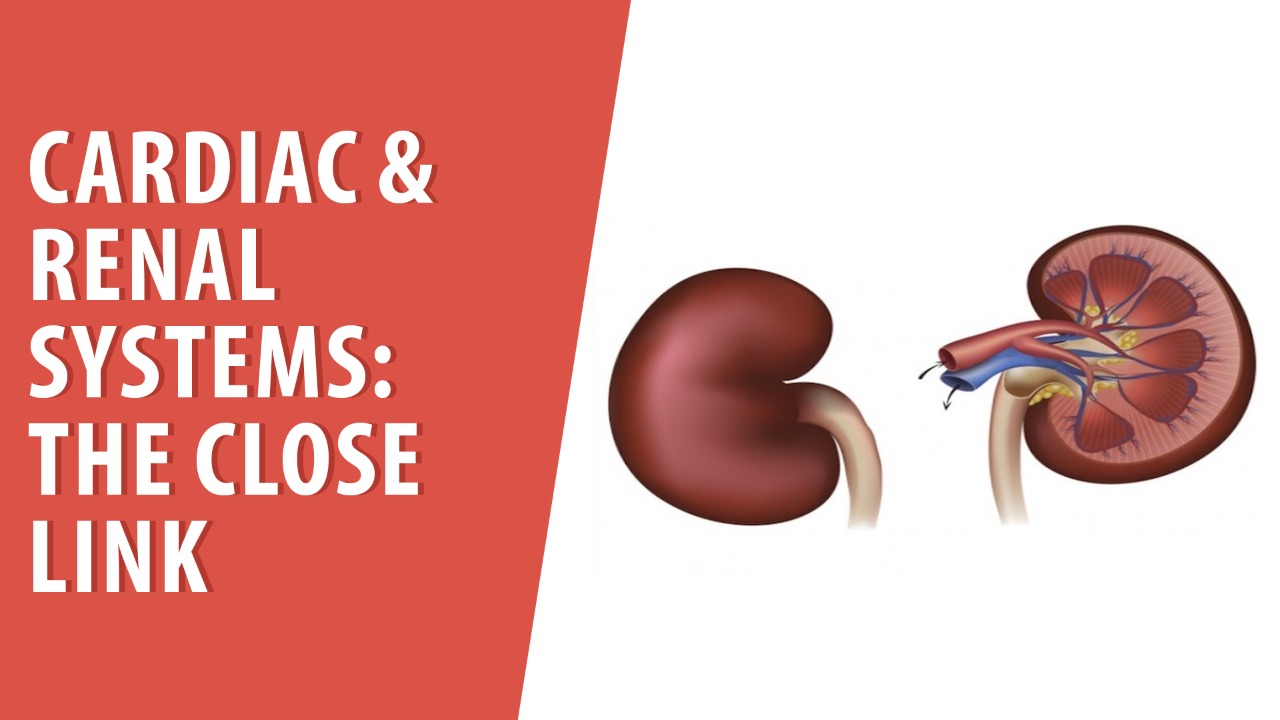 Heart & Kidneys: How Are They Related?