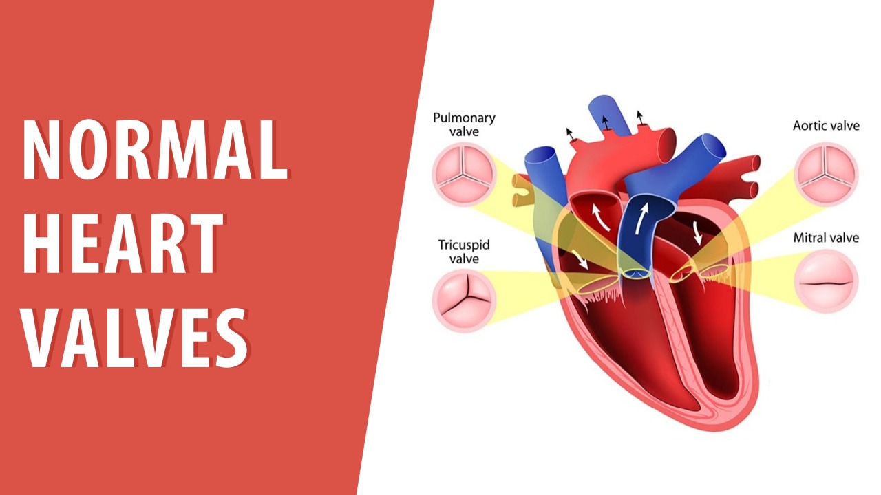 Normal Heart Valves